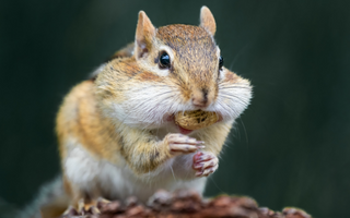 How Do I Keep Squirrels From Eating My Bird Food UK?