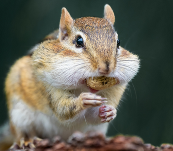 How Do I Keep Squirrels From Eating My Bird Food UK?