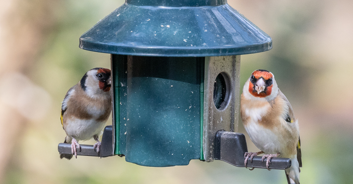 Why Feeding Songbirds In The Summer Is A Must