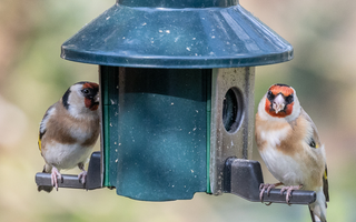 Why Feeding Songbirds In The Summer Is A Must