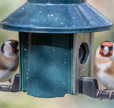 Why Feeding Songbirds In The Summer Is A Must