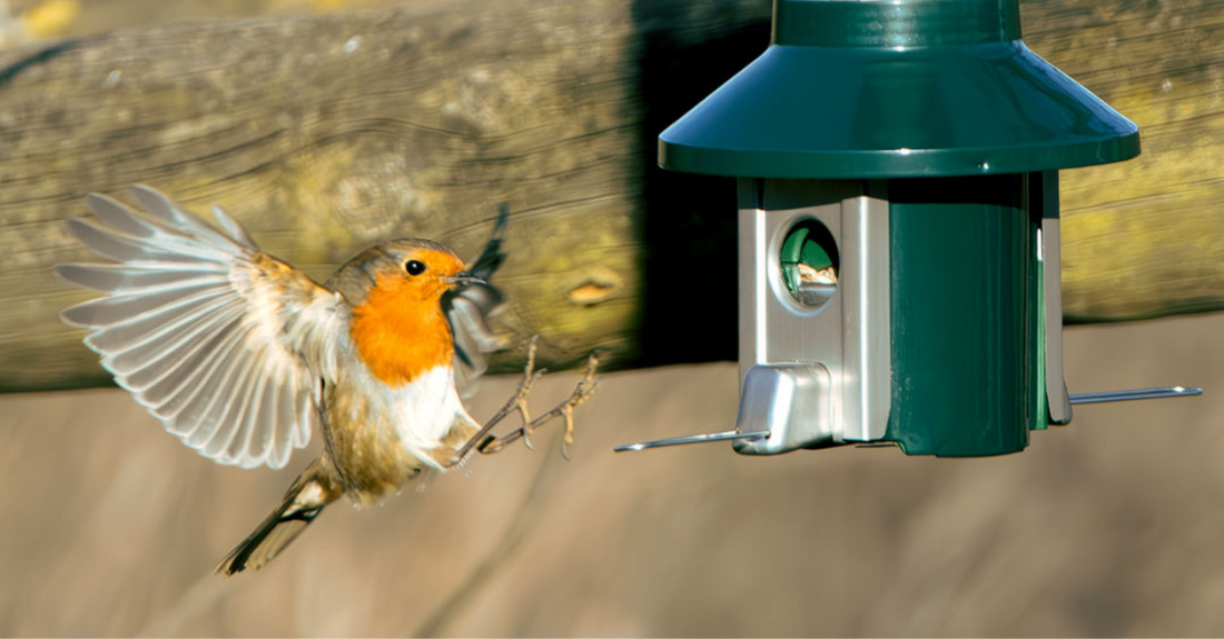 5 Proven Strategies to Attract More Songbirds to Your Garden