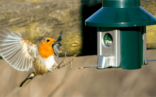 5 Proven Strategies to Attract More Songbirds to Your Garden