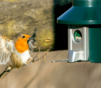 5 Proven Strategies to Attract More Songbirds to Your Garden
