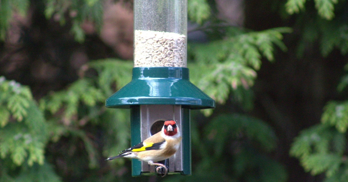 How To Attract Songbirds To Your Garden Roamwild