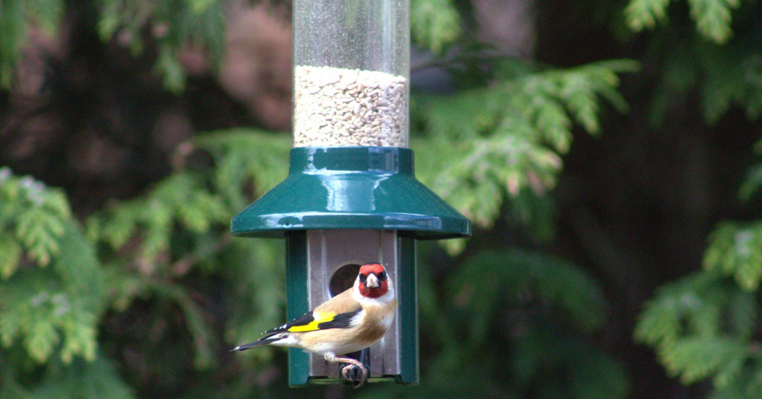 How To Attract Songbirds To Your Garden