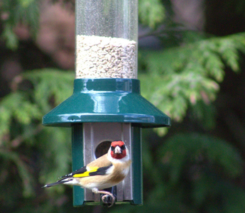 How To Attract Songbirds To Your Garden