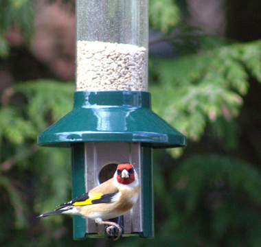 How To Attract Songbirds To Your Garden