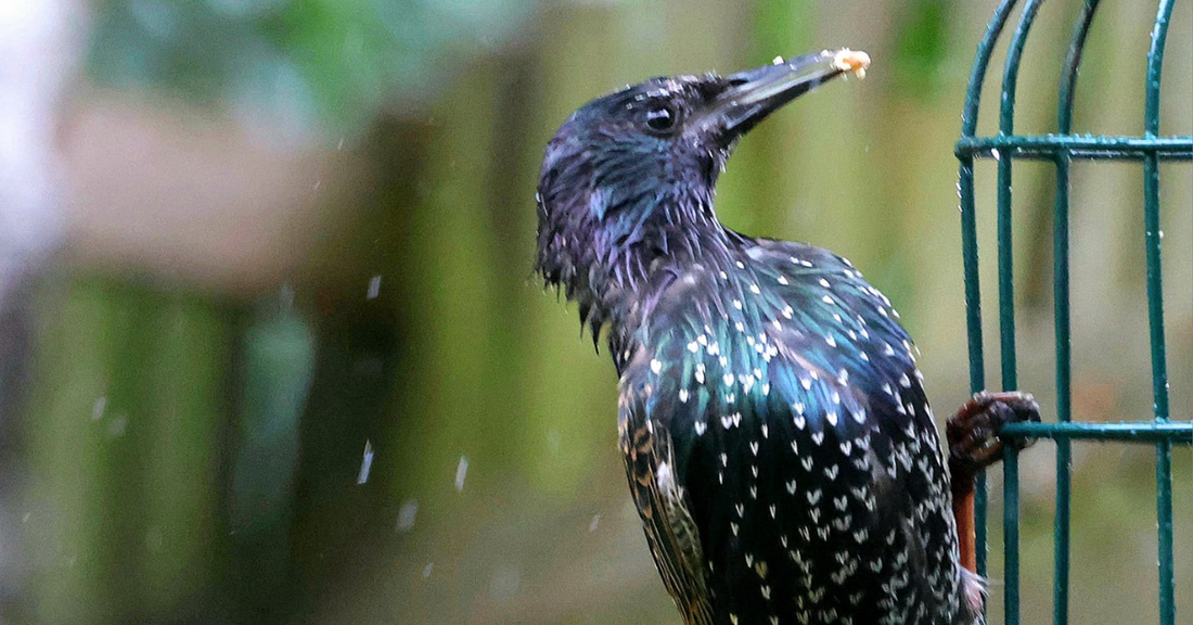 Stop Starlings With These 3 Proven Tips