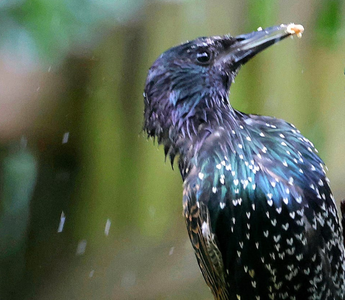 Stop Starlings With These 3 Proven Tips