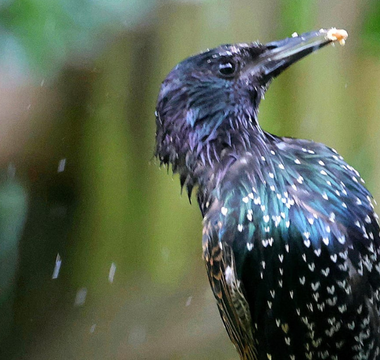 Stop Starlings With These 3 Proven Tips