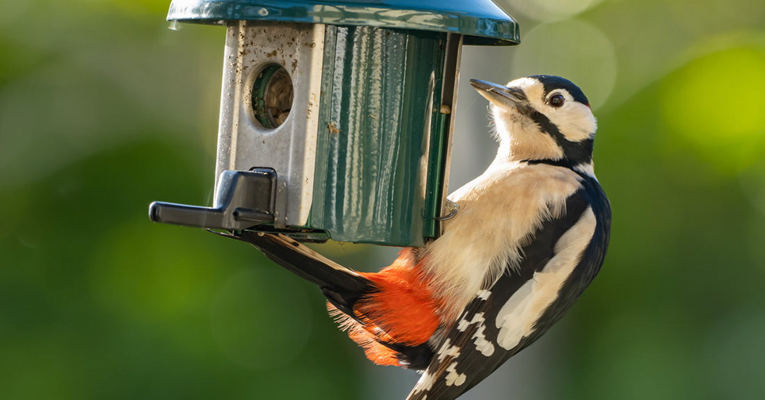 What Bird Food Is Best For Attracting Songbirds?