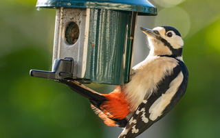What Bird Food Is Best For Attracting Songbirds?