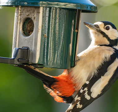 What Bird Food Is Best For Attracting Songbirds?