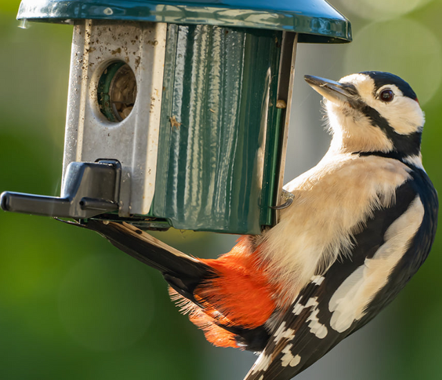 Best Bird Food for Songbirds Your Ultimate Guide Roamwild