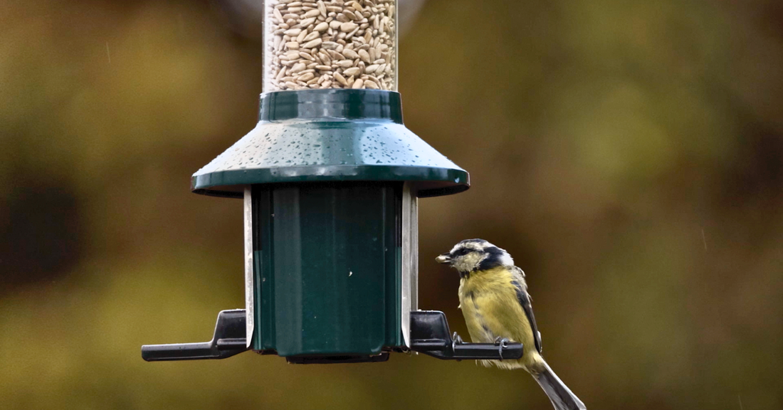 What's The Best Time To Feed Birds In Your Garden?