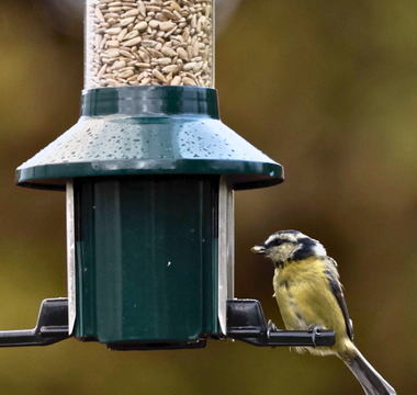 What's The Best Time To Feed Birds In Your Garden?