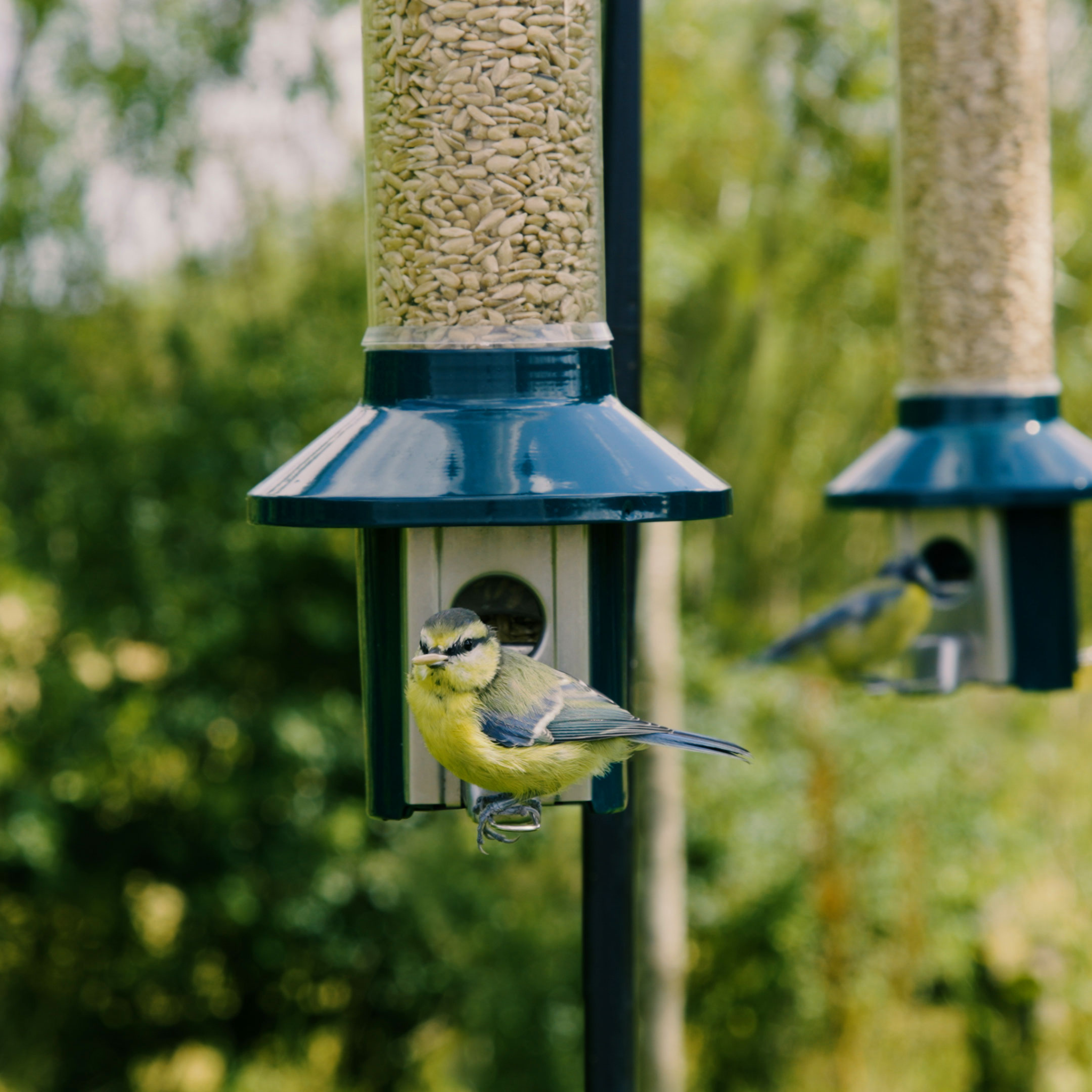 Roamwild PestOff Squirrel Proof Bird Feeder 2.0 For Mixed Seed/Sunflower Hearts