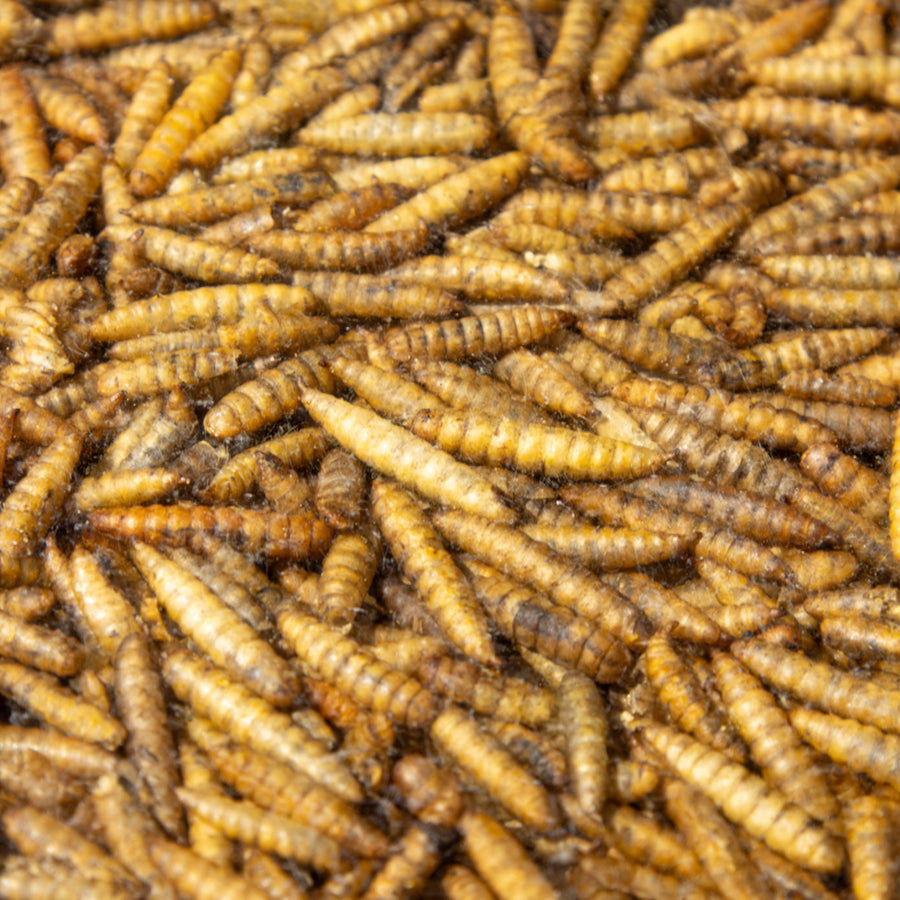 Roamwild Premium Mealworms (12.55kg)