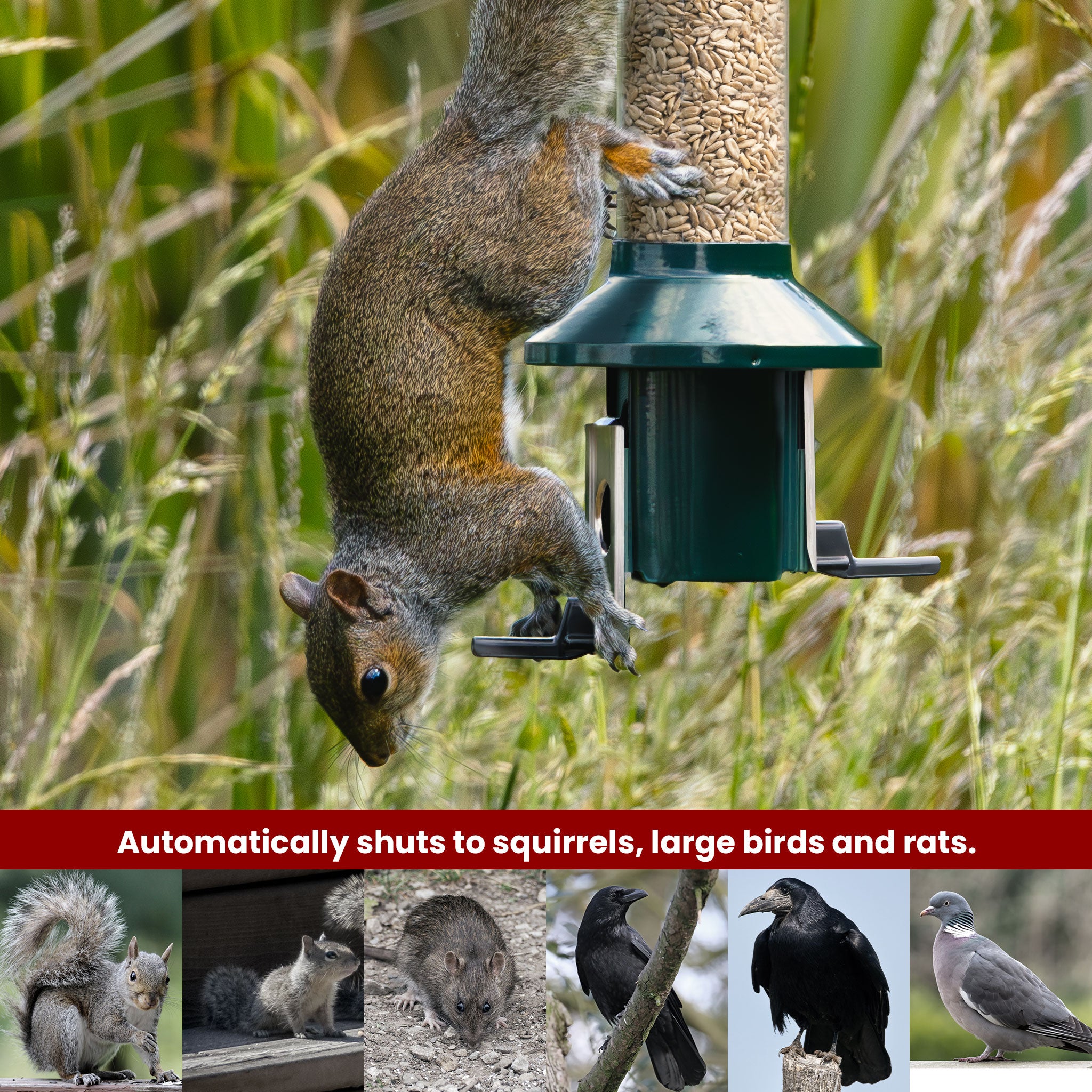 Roamwild PestOff Eichhörnchensicheres Vogelfutterhaus – kompakt 