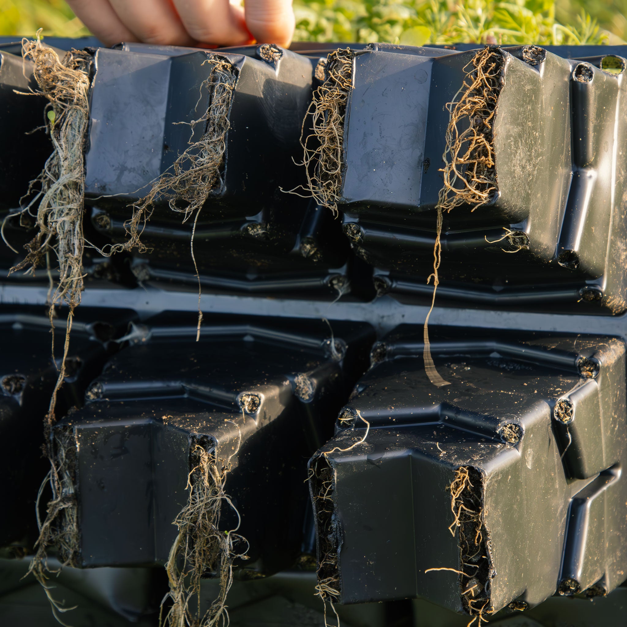 Rootmaker Propagation 18 Cell Tray – Roamwild