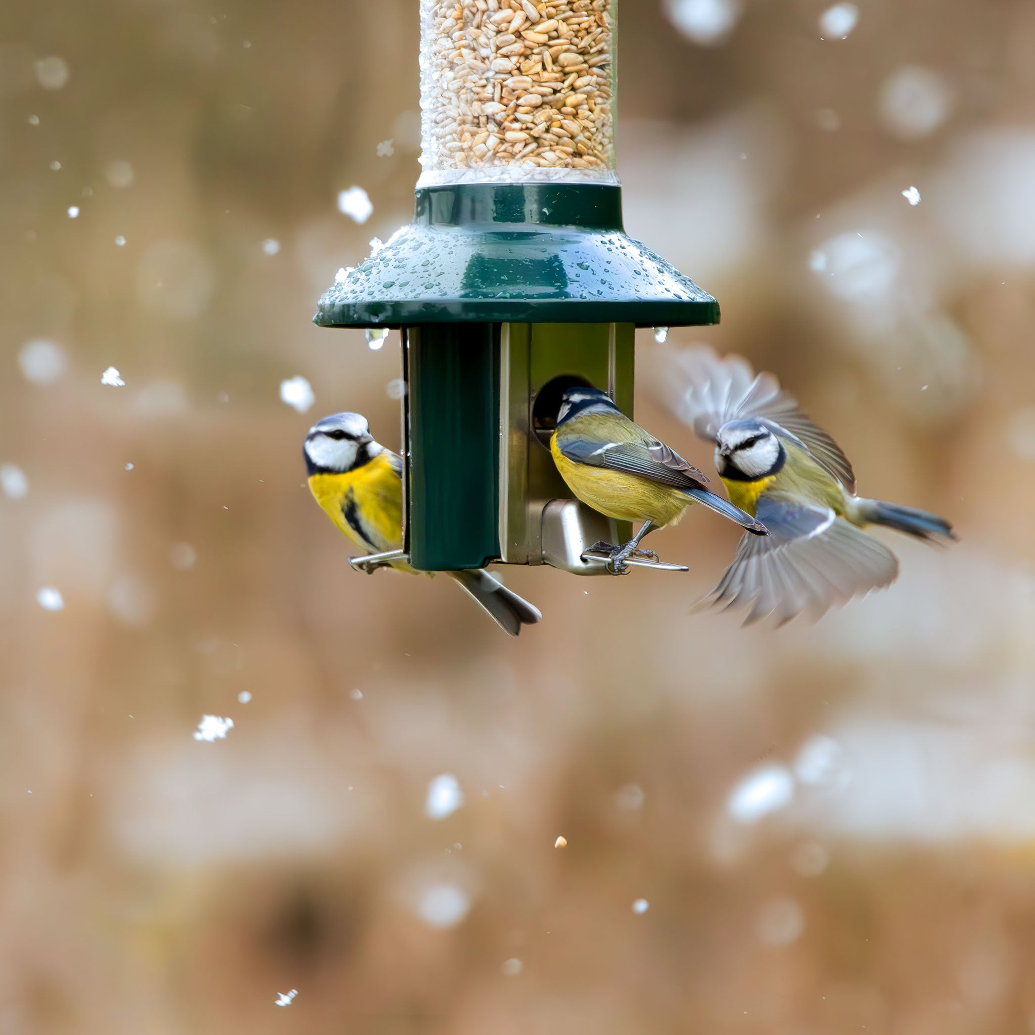 Roamwild PestOff Squirrel Proof Bird Feeder - Compact