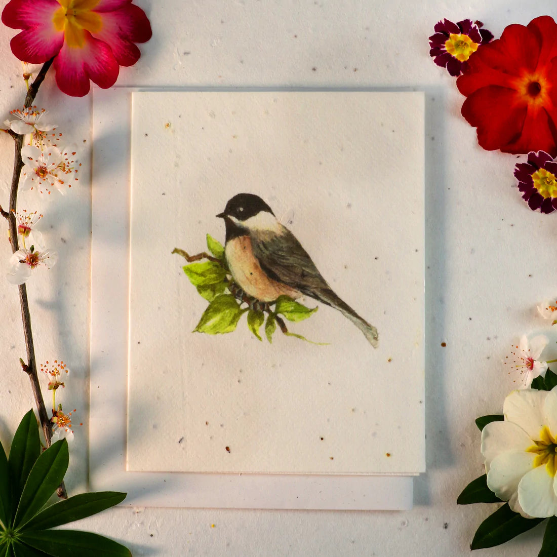 Samenkarten, die zu Blumen wachsen (Chickadee)