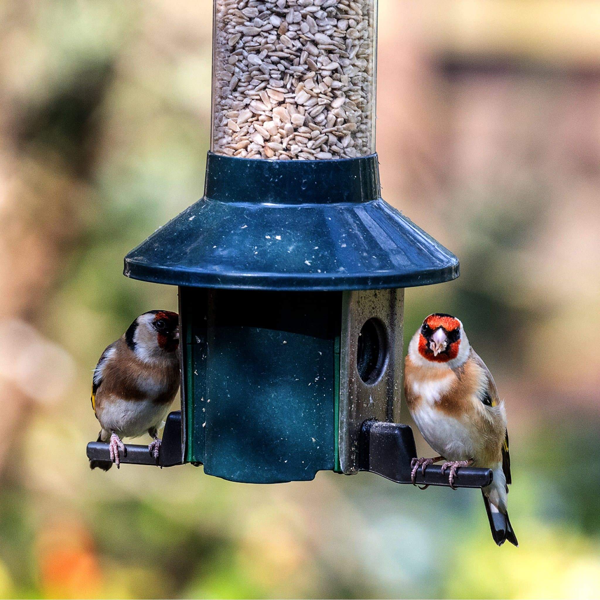 Roamwild PestOff Eekhoornbestendig vogelvoeder 